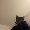 lilygomeow