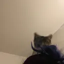 @lilygomeow