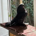 @piegon.london
