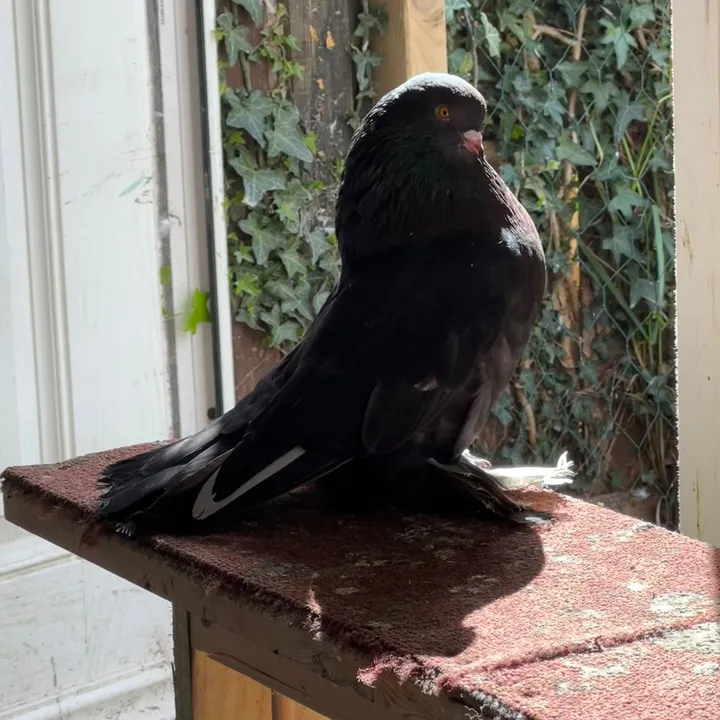 @piegon.london