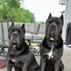 nova.and.silas