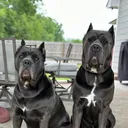 @nova.and.silas