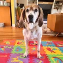 @teacherspetsitting2