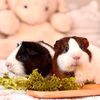 friendly_guinea_pigs