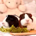 @friendly_guinea_pigs