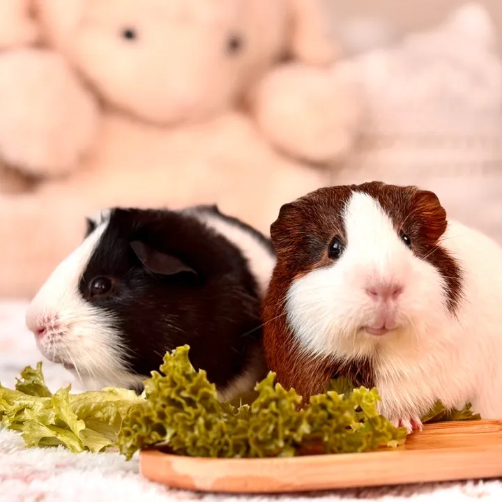 @friendly_guinea_pigs