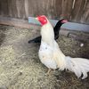 rooster1217