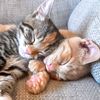 kiwimangokittens