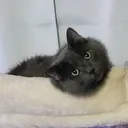 @blue_the_kittyboi