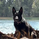 @sfl.k9s