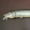 @fishskinlures
