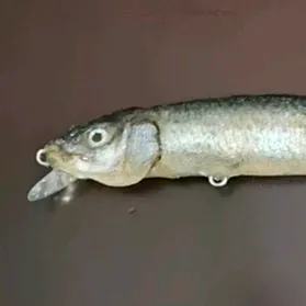 @fishskinlures