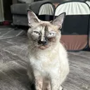 @kittyfammca