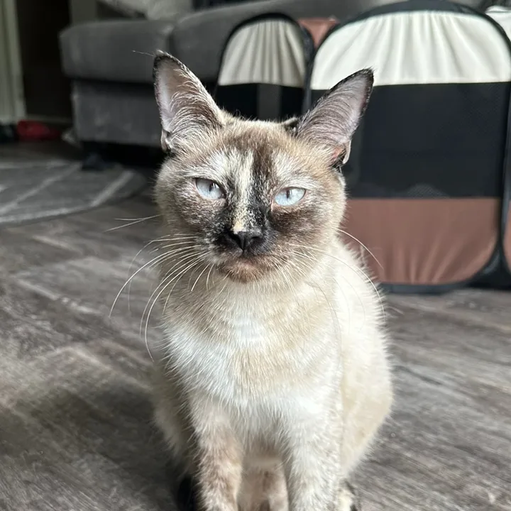 kittyfammca
