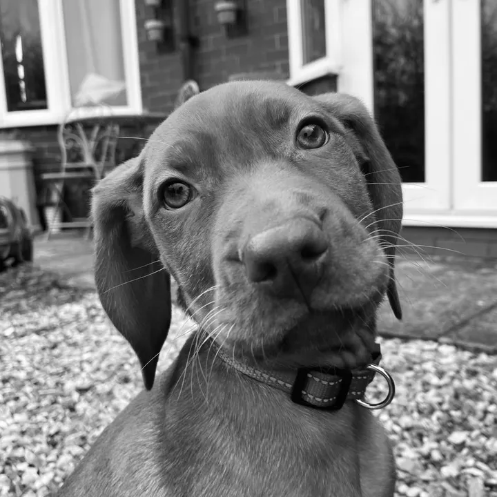 ripleyourvizsla