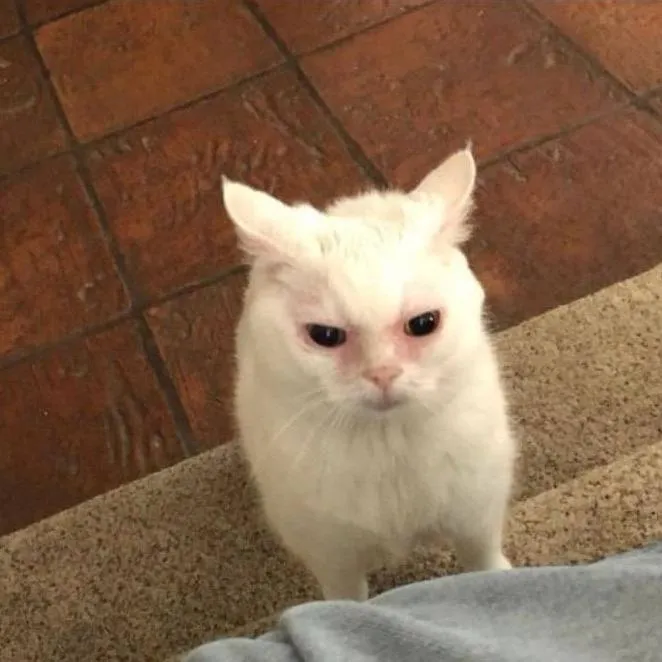callicocritter