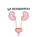 @iganephropathyph