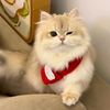 pet.cottage_1005