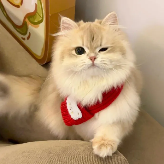 @pet.cottage_1005