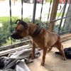 themreal_hounds6
