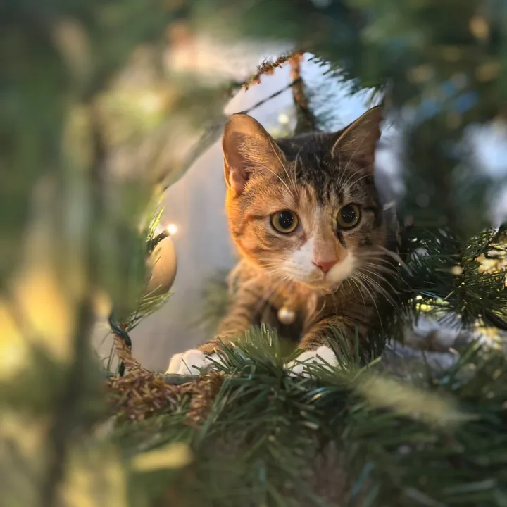 @mitsy.the.cat01