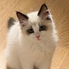 pasha.the.ragdoll