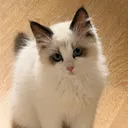 @pasha.the.ragdoll