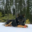 @ajay.germanshepherd