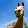 honse.horse