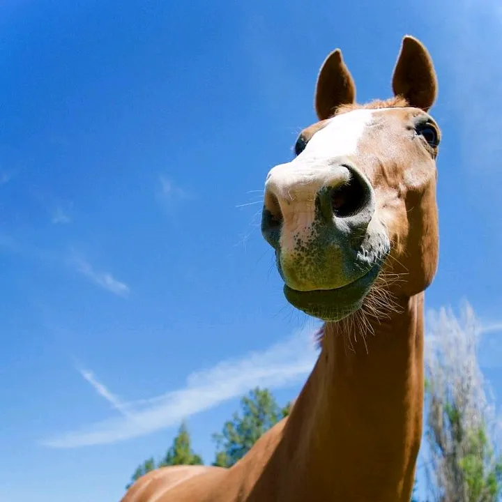 honse.horse