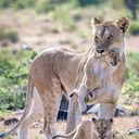 @safarianimalshub