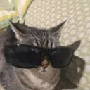 @am_cat_oooooooooo