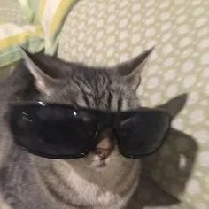 @am_cat_oooooooooo