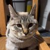 willowthecollegecat