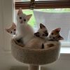 motelcats