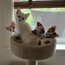 @motelcats