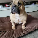 @helmutulbrich797
