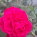 @starfirst786
