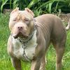 grizzly_717