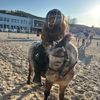 equestrian.bronislaw