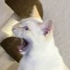 stonehandttv