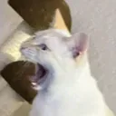 @stonehandttv