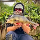 @seantheprawn.v