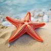 star.whispers0