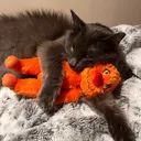 @housecatchronicles