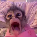 @monkeytok61