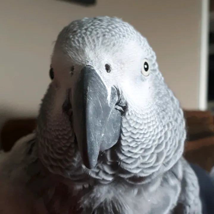 cosmothefunnyparrot