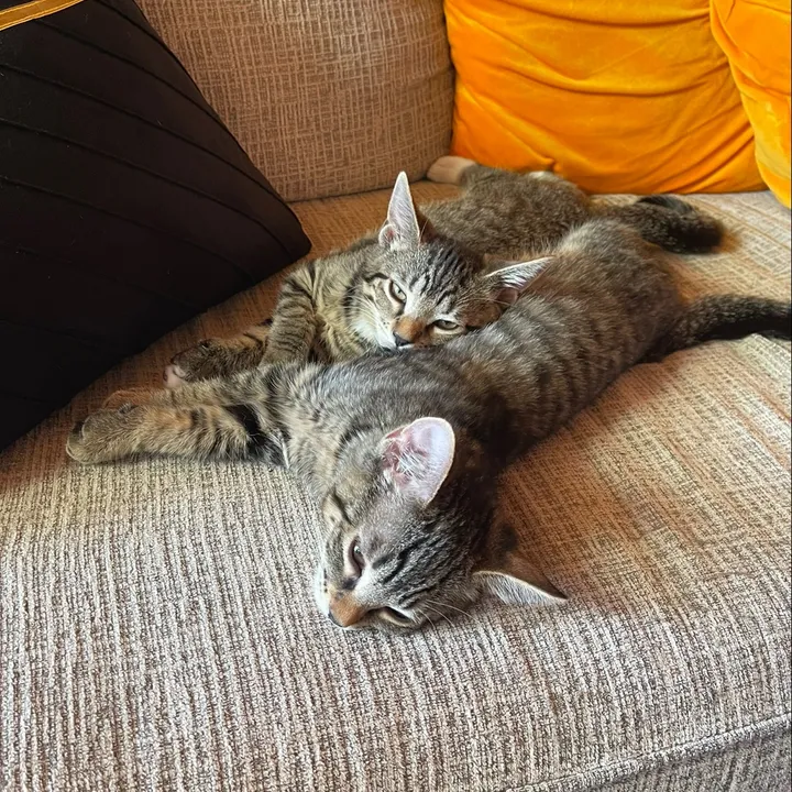 tabby4daze