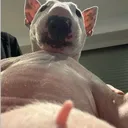 @king559gio