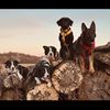 themworkingdogs